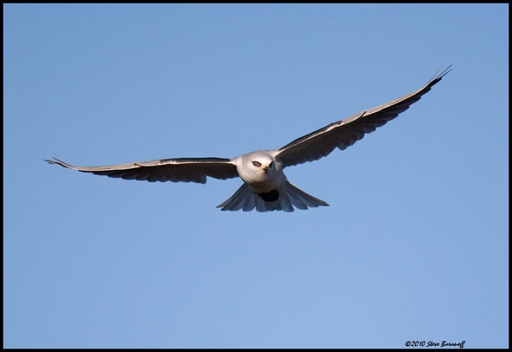 _0SB0943 white-tailed kite.jpg